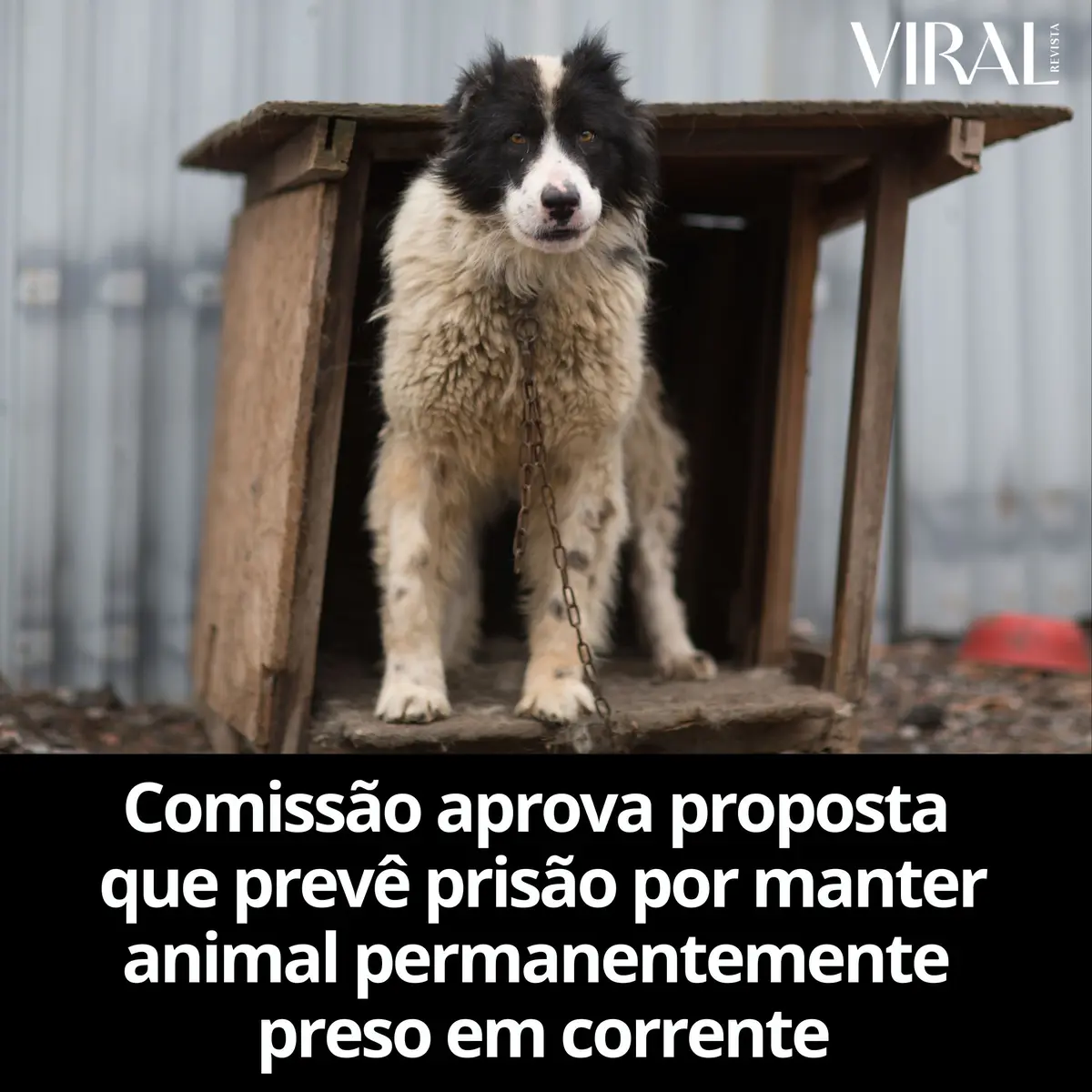 Comissão aprova proposta que prevê prisão por manter animal permanentemente preso em corrente